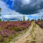 Paars bloeiende heide met zandpad onder een wolkendek