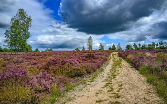 Paars bloeiende heide met zandpad onder een wolkendek