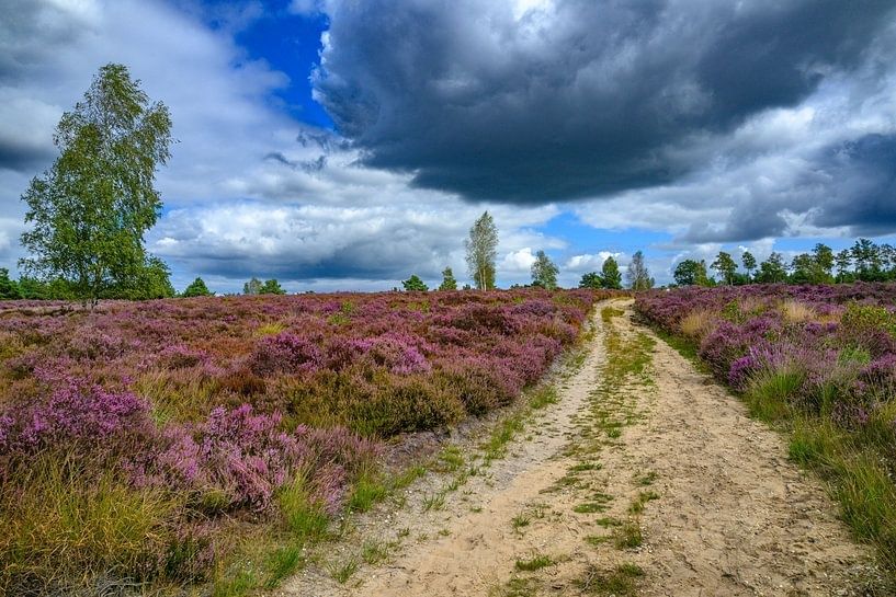 Paars bloeiende heide met zandpad onder een wolkendek