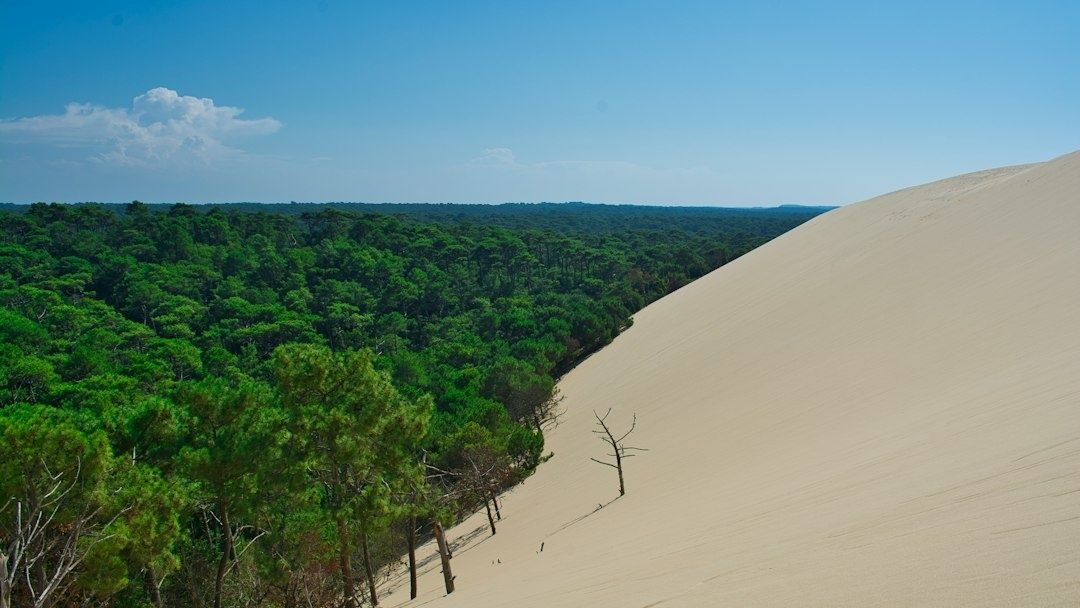 Grote zandduin naast een dicht groen bos onder een blauwe hemel
