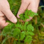 Handen houden een groene wilde plant tussen het gras vast