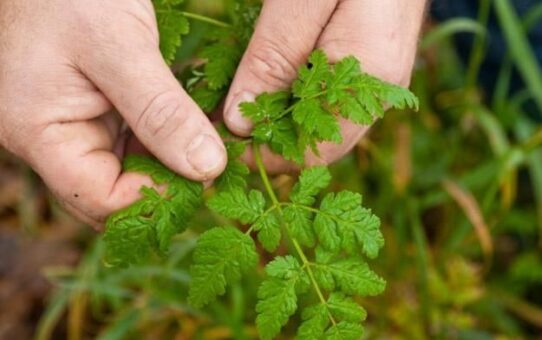 Handen houden een groene wilde plant tussen het gras vast