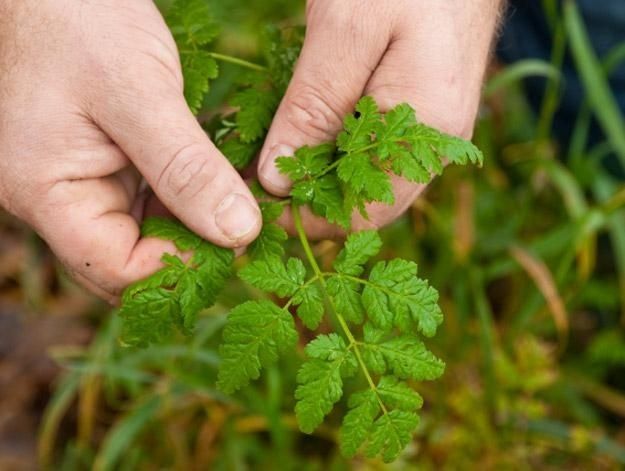 Handen houden een groene wilde plant tussen het gras vast