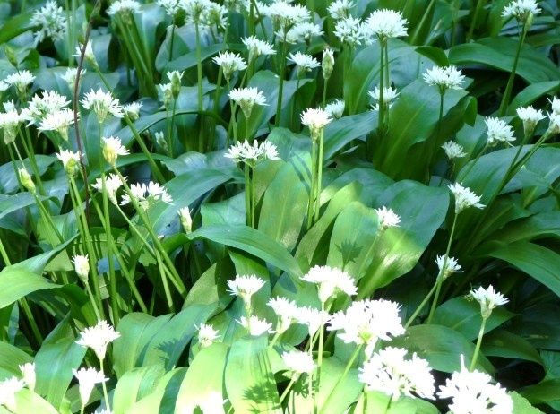Bos met brede groene bladeren en witte bloeiende daslook